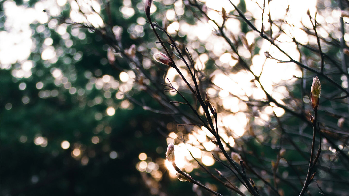 Danske webinaari: Osinkokevät 2026 – pörssinäkymät suomalaiselle sijoittajalle